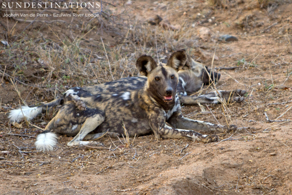 Pack of 6 African wild dogs come to Ezulwini Pack of 6 African wild dogs come to Ezulwini