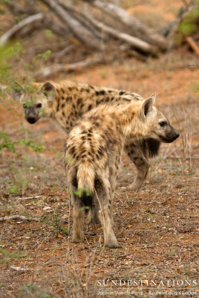 Hyena pups growing up Hyena pups growing up