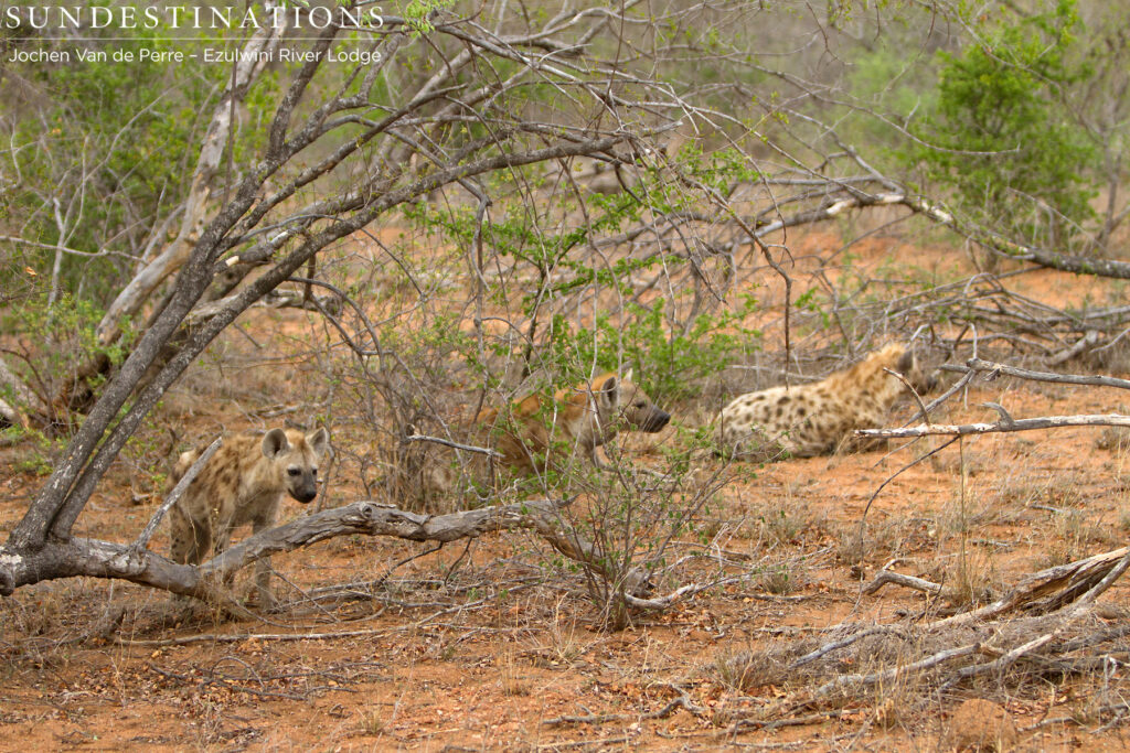 Hyena clan resting Hyena clan resting