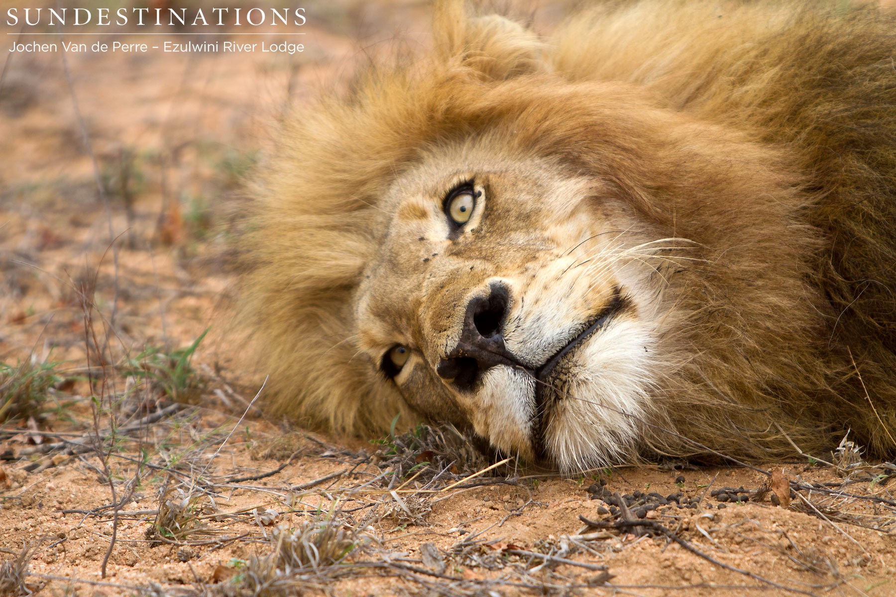 Duma, pride male of the Olifants West Pride Duma, pride male of the Olifants West Pride