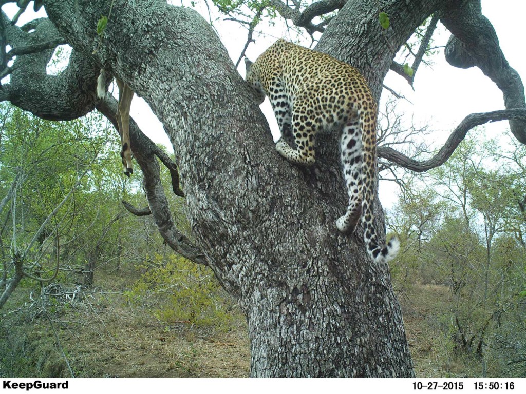 Gotcha! Leopard climbs a tree where impala is stashed Gotcha! Leopard climbs a tree where impala is stashed