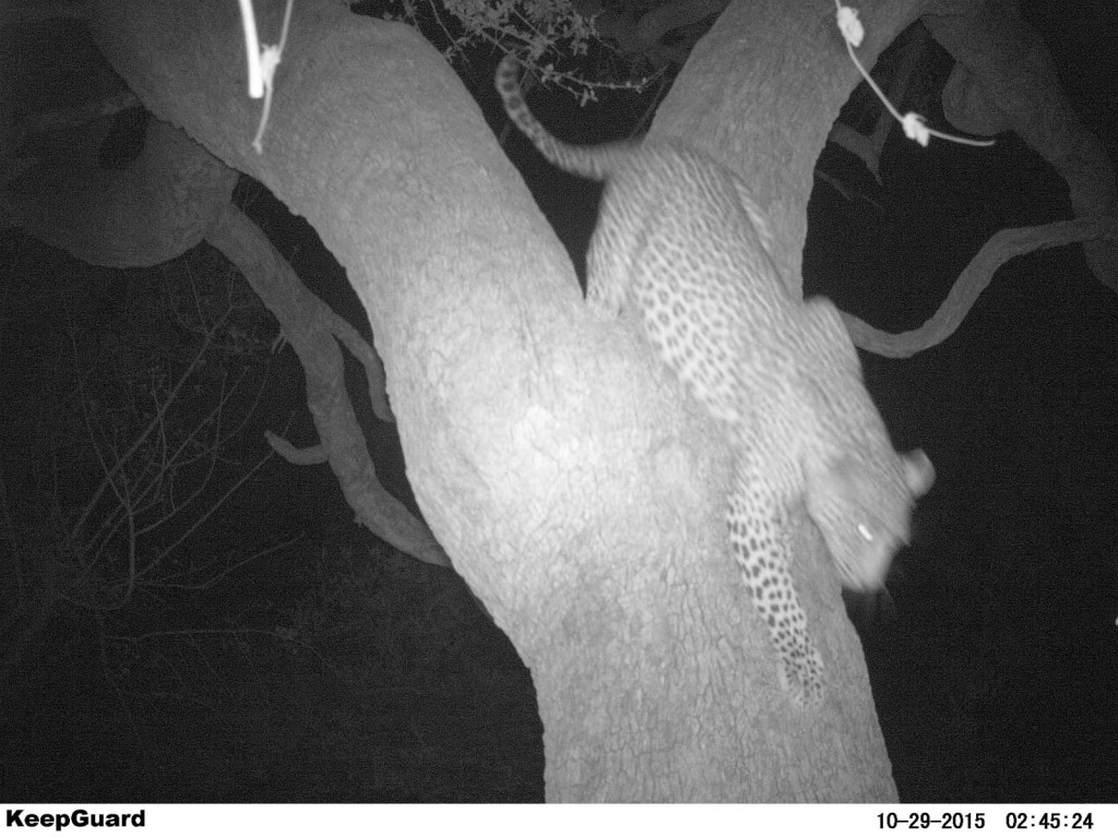 Leopard last time out of the tree Leopard last time out of the tree