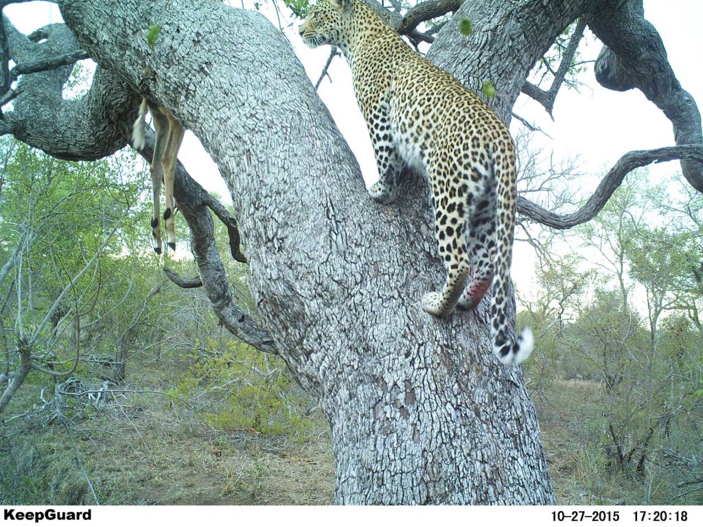 Back to the impala kill Back to the impala kill