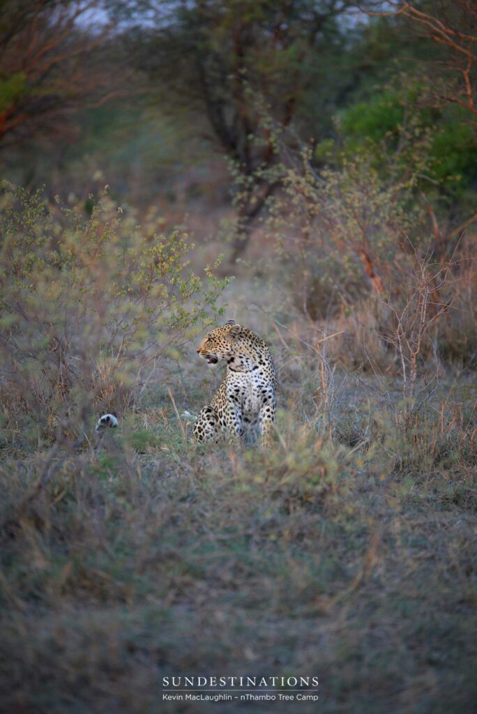 Portrait of leopard, Rhulani Portrait of leopard, Rhulani