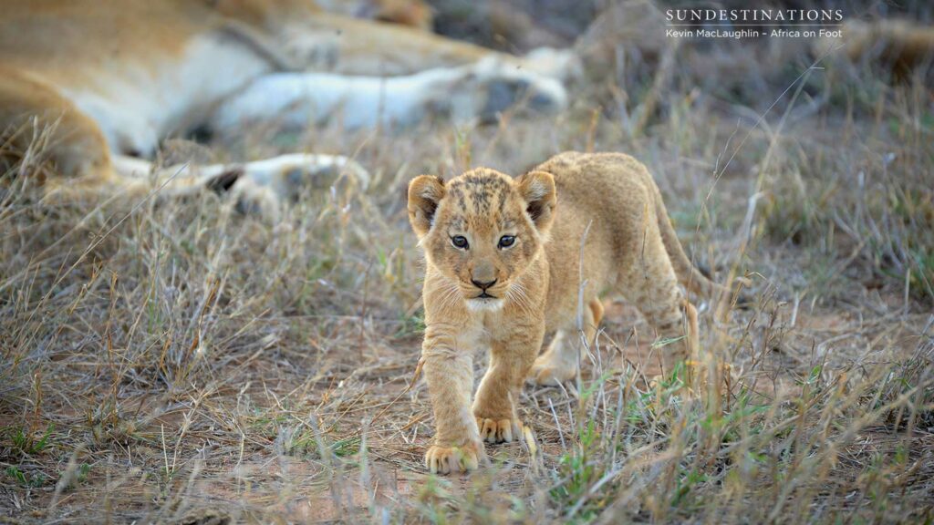 Ross Breakaway lion cub venturing out Ross Breakaway lion cub venturing out