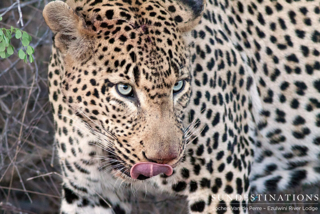 Chavaluthu relishing his warthog kill Chavaluthu relishing his warthog kill