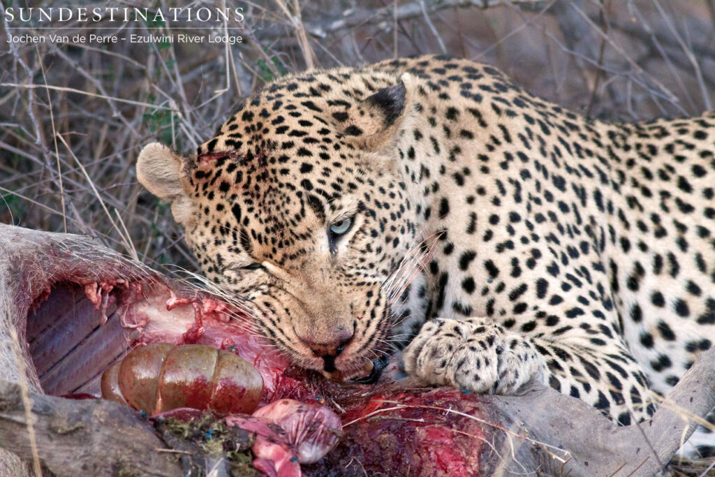 A warthog is a sustainable meal for male leopard, Chavaluthu A warthog is a sustainable meal for male leopard, Chavaluthu