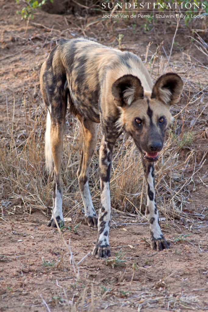 1 of 6 African wild dogs at Ezulwini 1 of 6 African wild dogs at Ezulwini