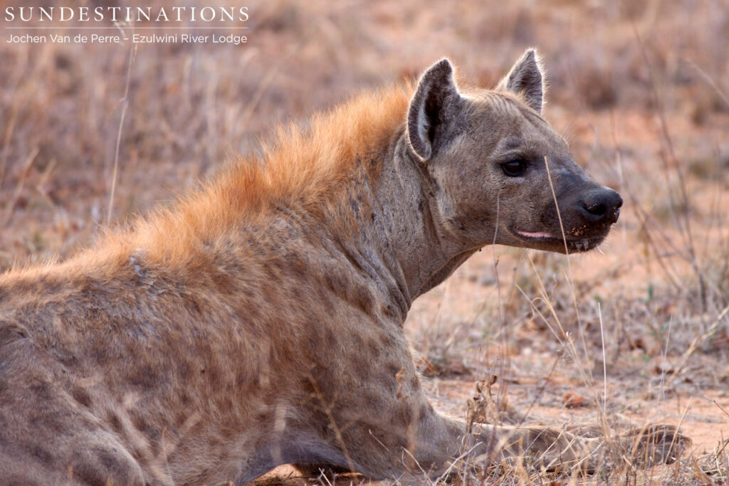 Perking up Perking up