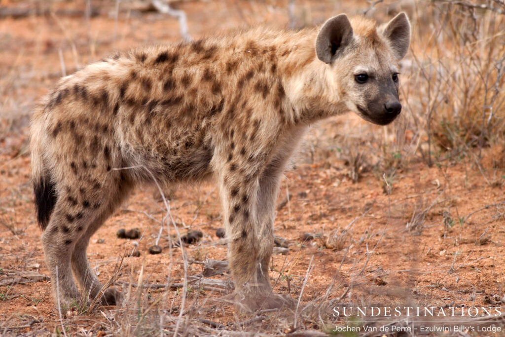 Young spotted hyena at Ezulwini Young spotted hyena at Ezulwini