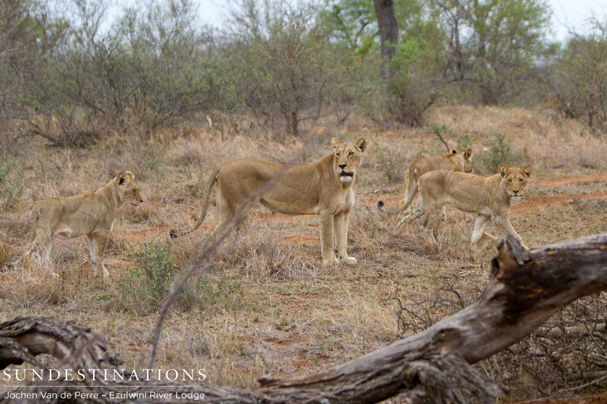 Olifants West Pride Olifants West Pride
