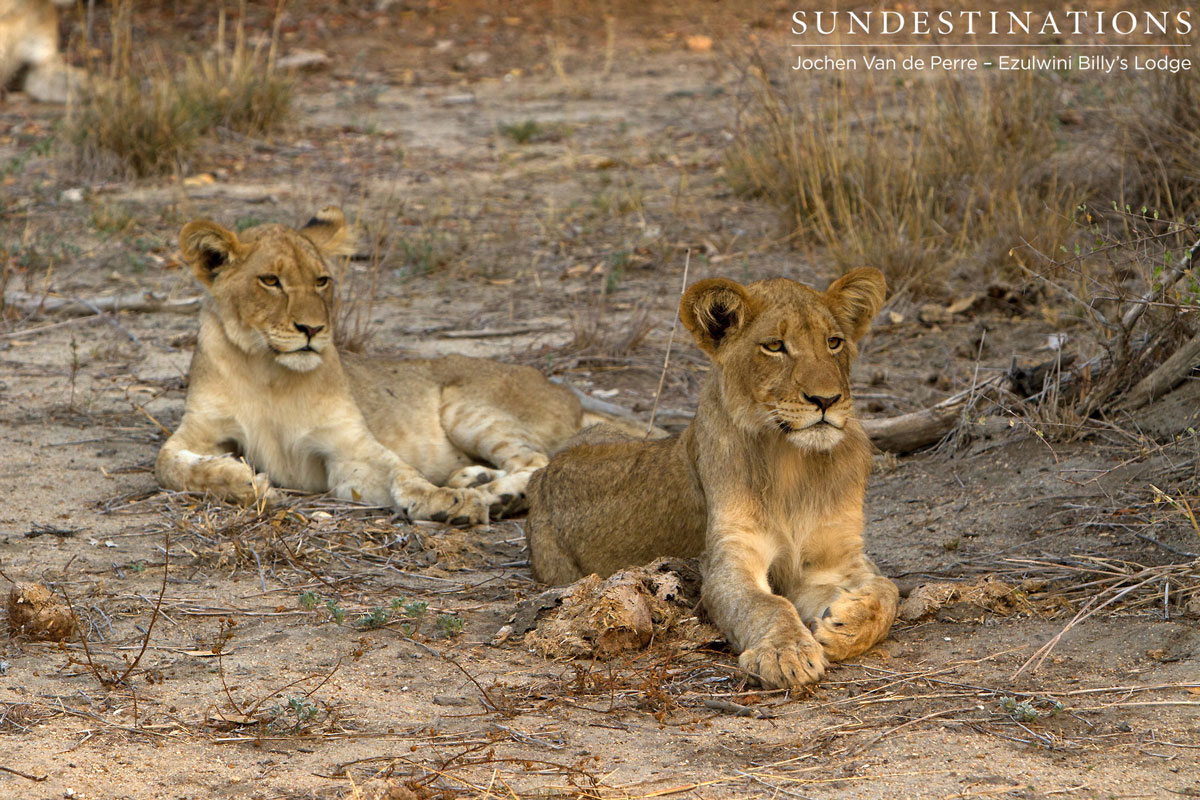 Olifants West Cubs Olifants West Cubs
