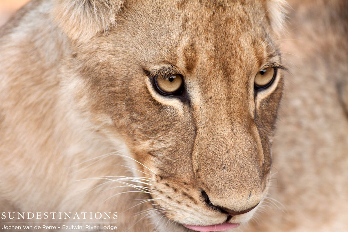 Olifanst West Sub-Adult Olifanst West Sub-Adult