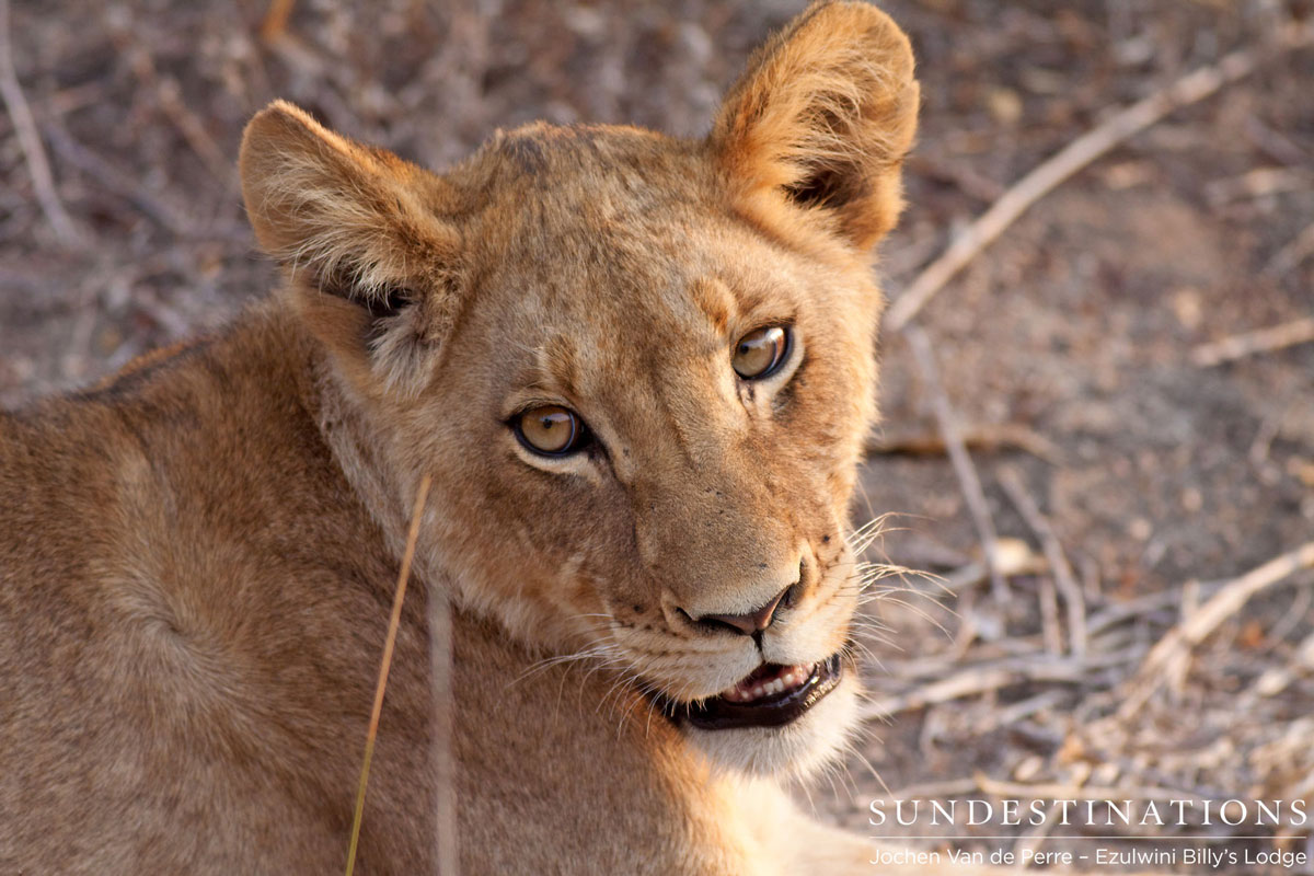 Lion Cub - Olifants West Lion Cub - Olifants West