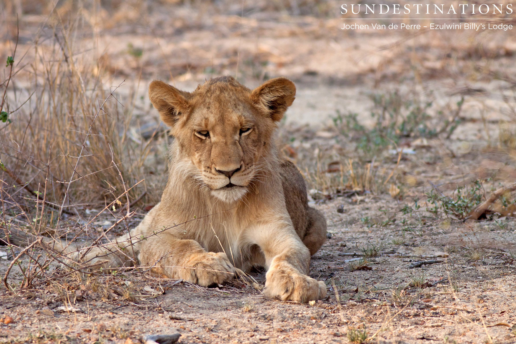 Olifants West Lions Olifants West Lions