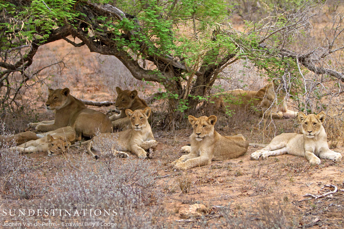 Pride of Lions in Balule Pride of Lions in Balule