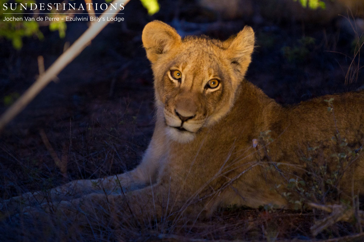 Lions at Night Olifants West Pride of lions at night.