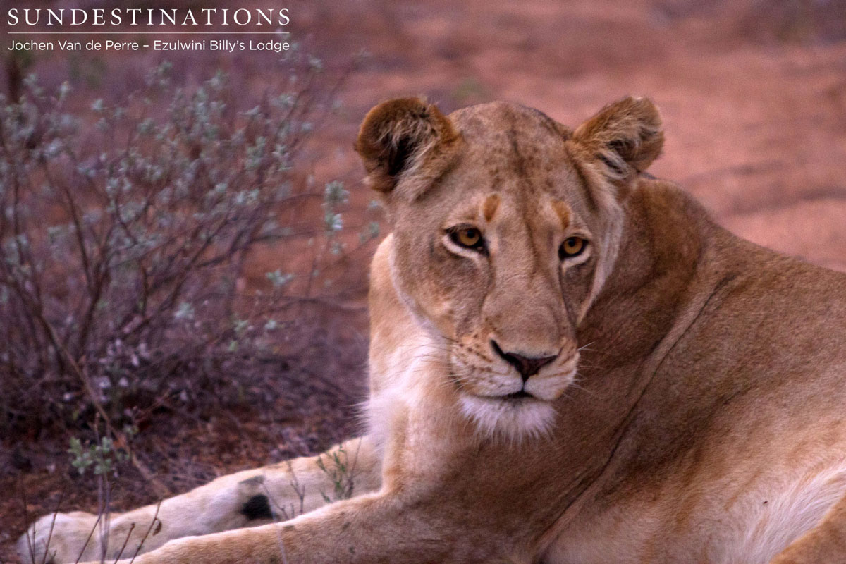 Olifants West Balule Olifants Pride roams the Balule