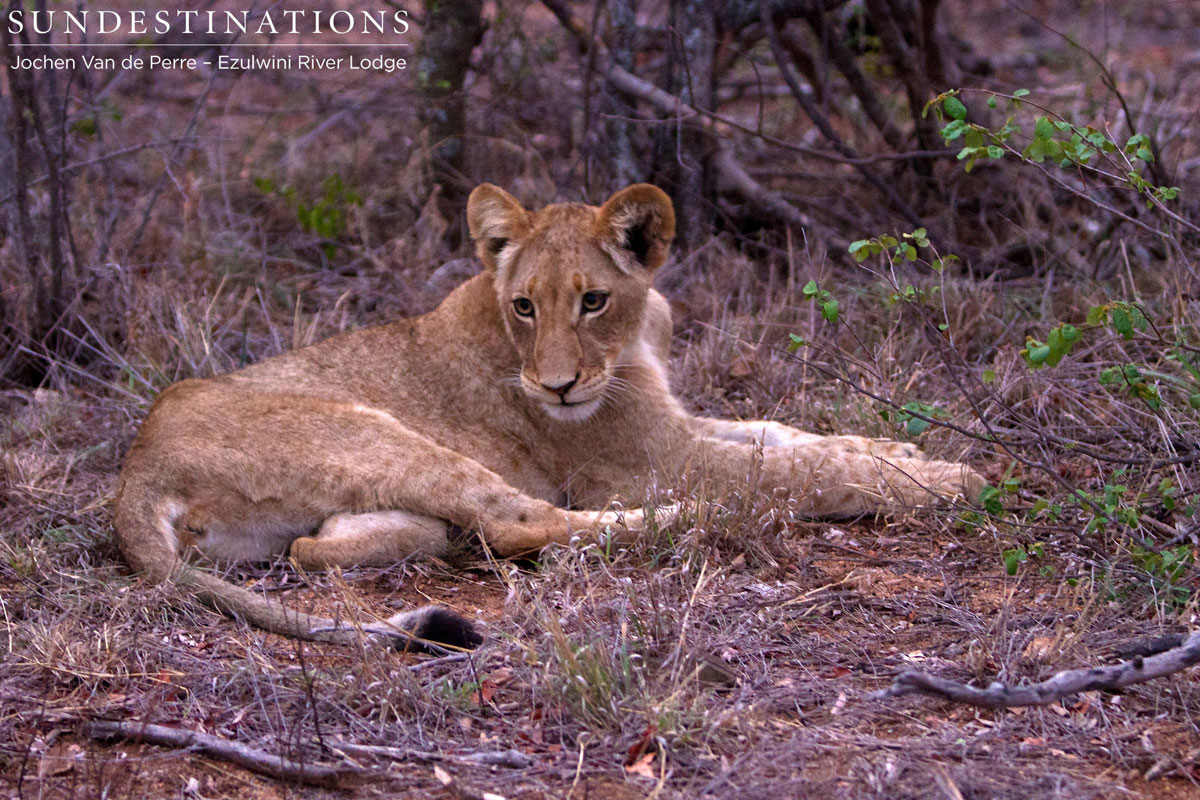 Olifants West Lion Pride Olifants West pride of lions