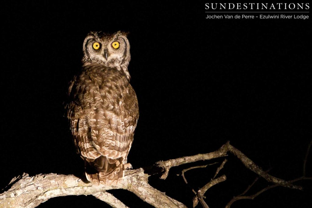 Spotted eagle owl by night Spotted eagle owl by night