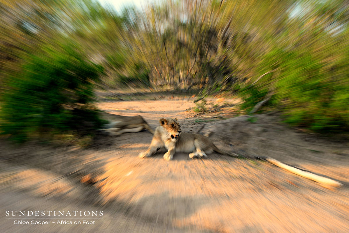 Ross pride Ross pride