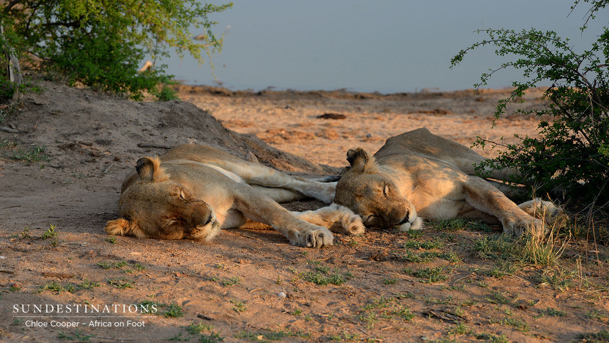 Ross Pride Lionesses Ross Pride Lionesses