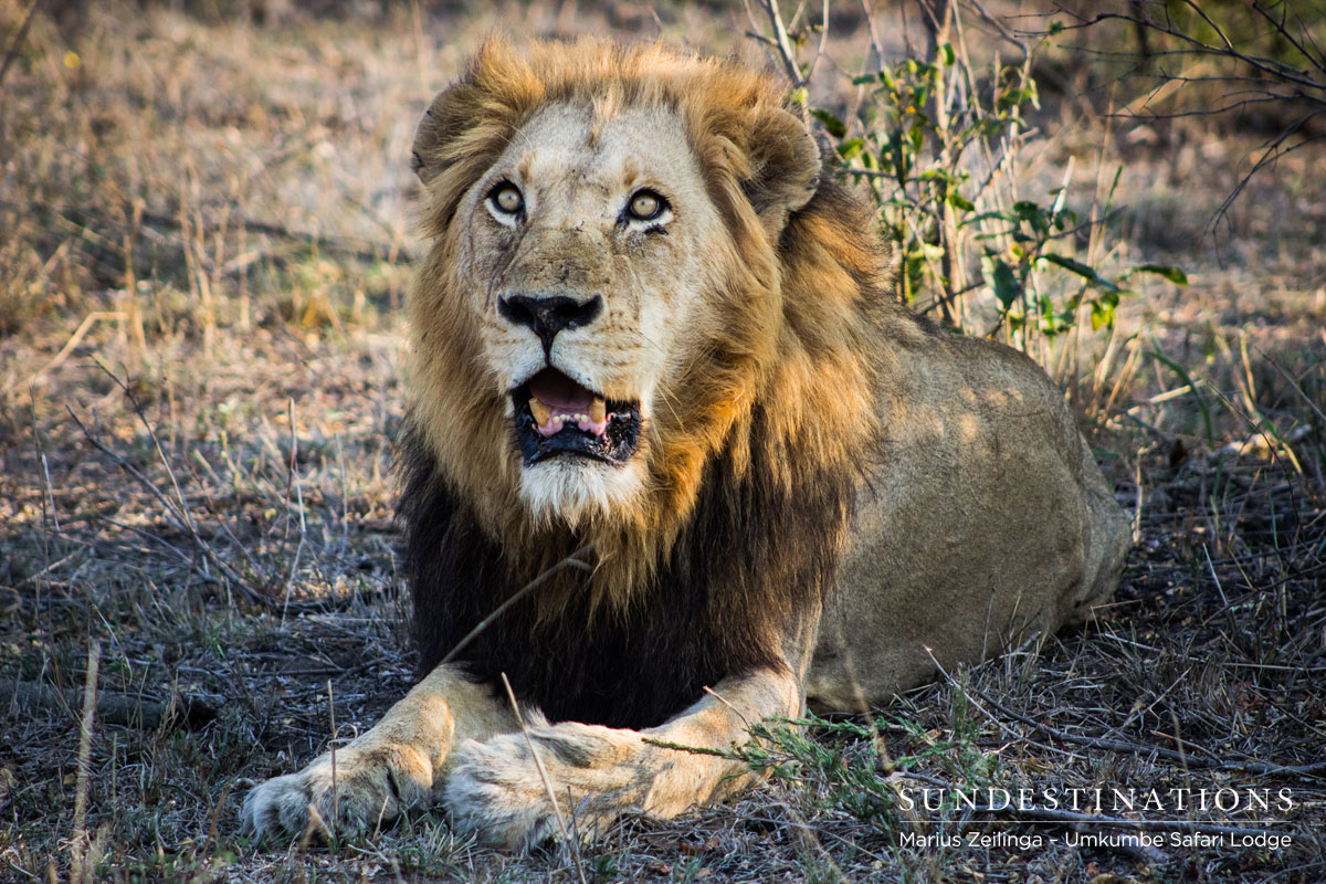 Solo Male Solo the male lion