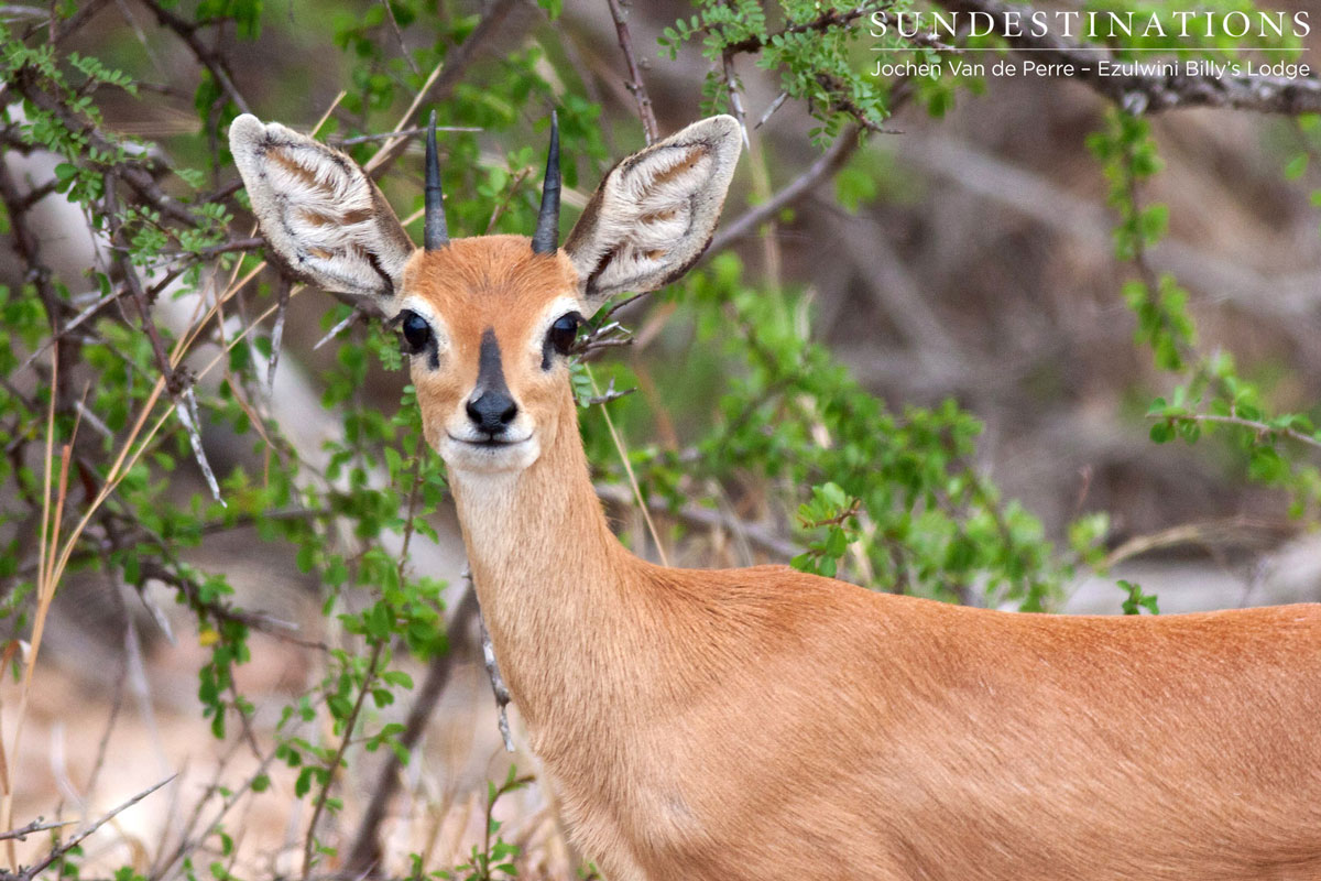 Steenbok - Balule Steenbok - Balule