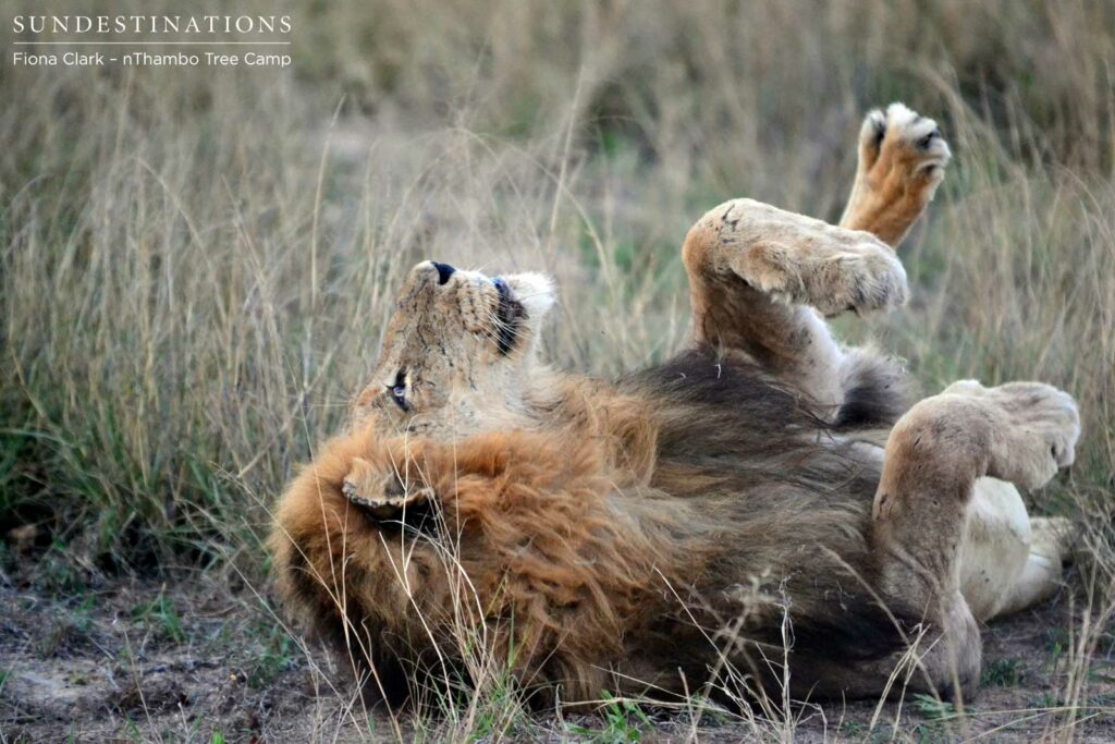 Lazy Trilogy male Lazy Trilogy male