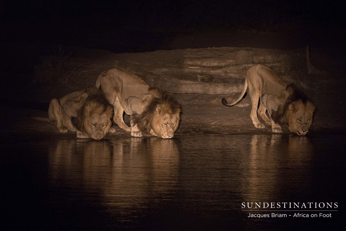 Trilogy at Night Trilogy at Night