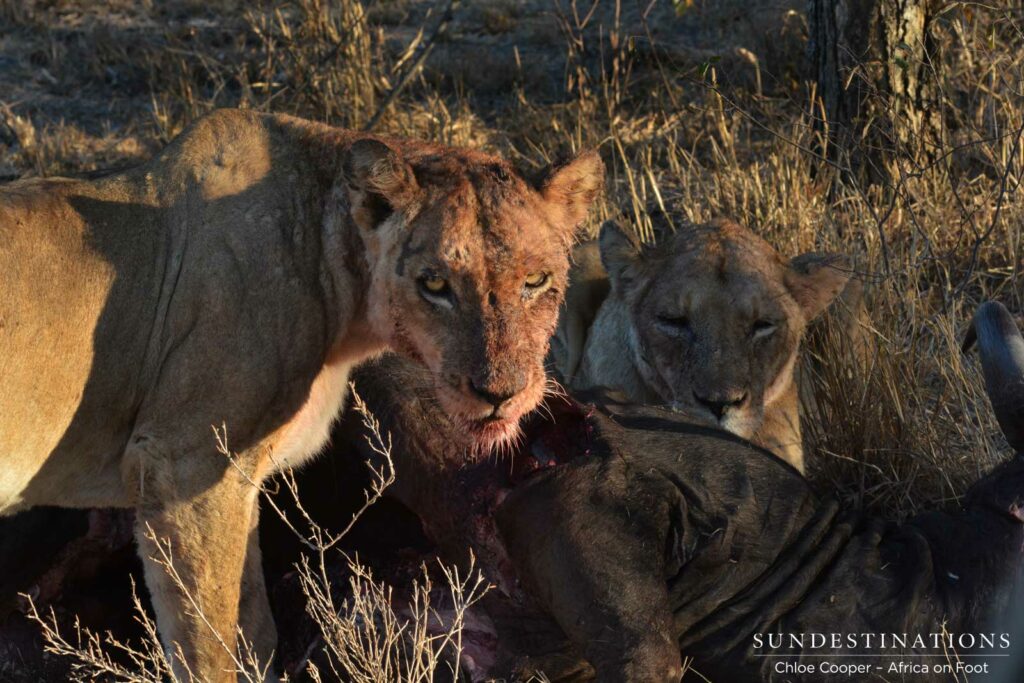 Old Ross lioness joined the Breakaway females Old Ross lioness joined the Breakaway females