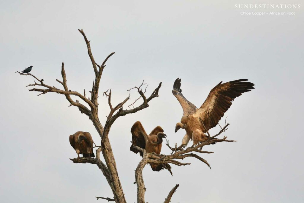 White-backed vultures landing White-backed vultures landing