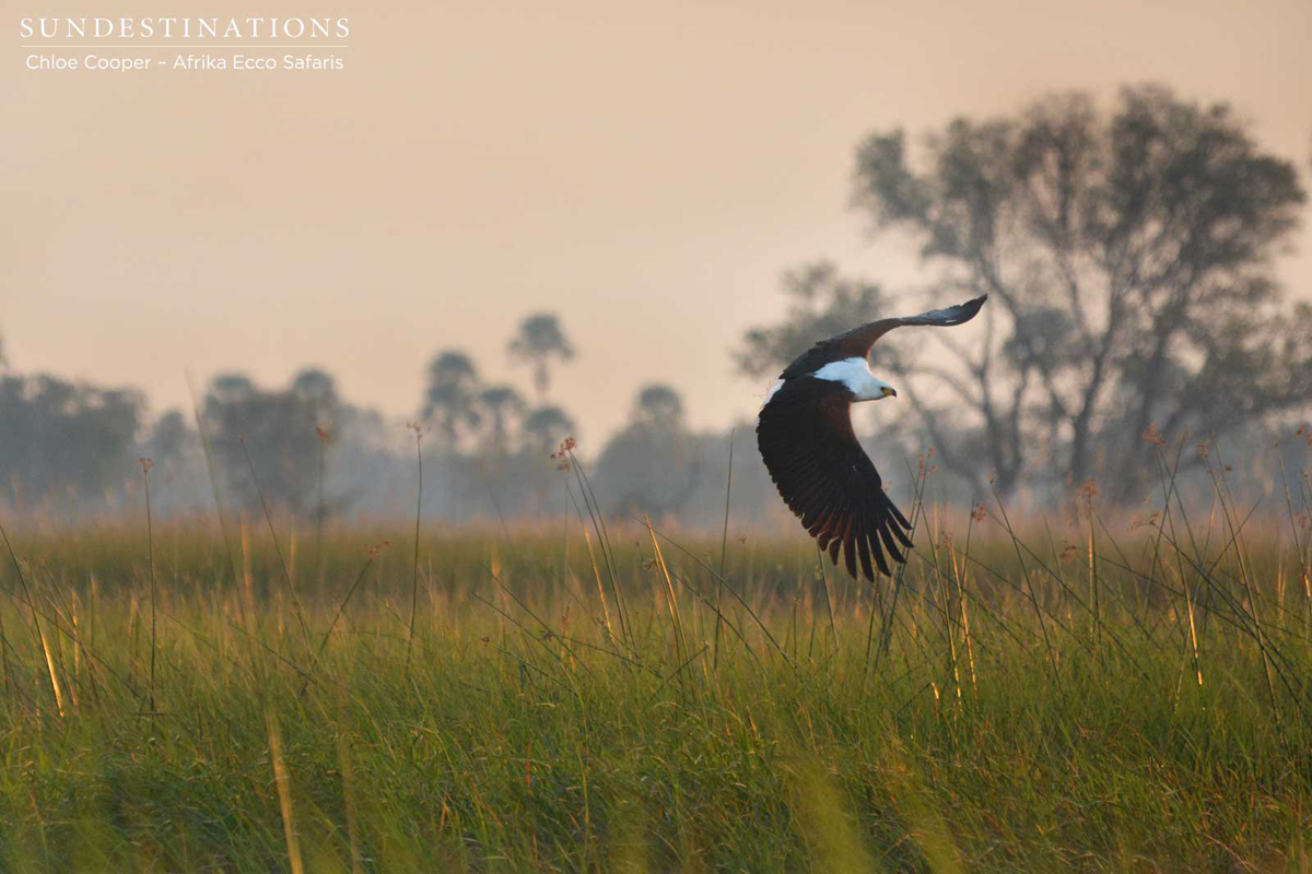 WIPBotswana WIPBotswana