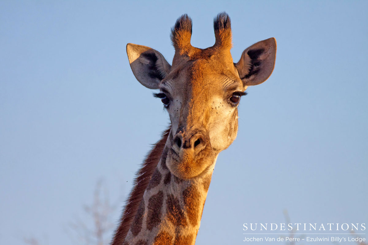 Giraffe Ezulwini Game Lodges Giraffe Ezulwini Game Lodges