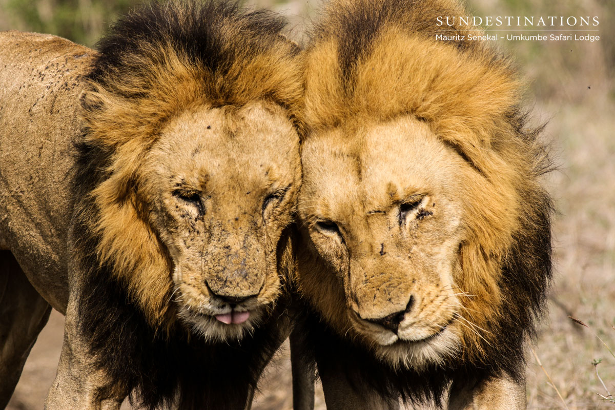 KNP & Solo Male Lion KNP & Solo Male Lion
