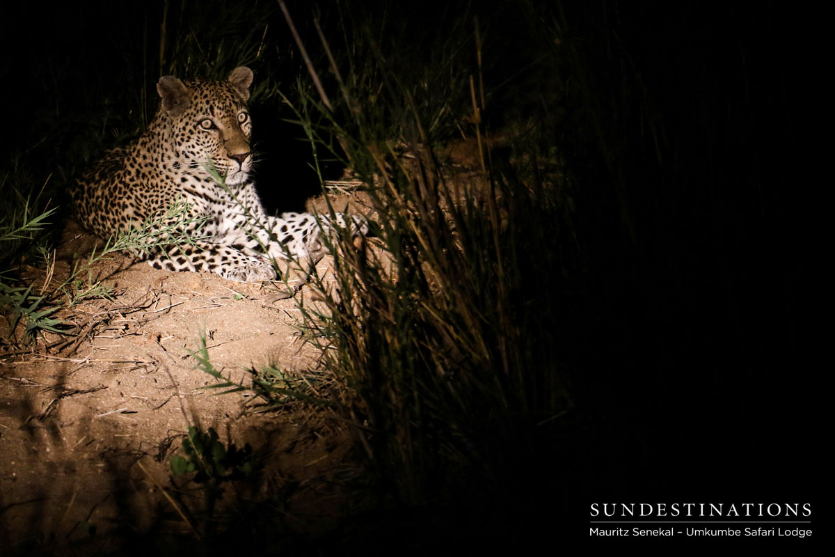 Mahlatini the Leopard Mahlatini