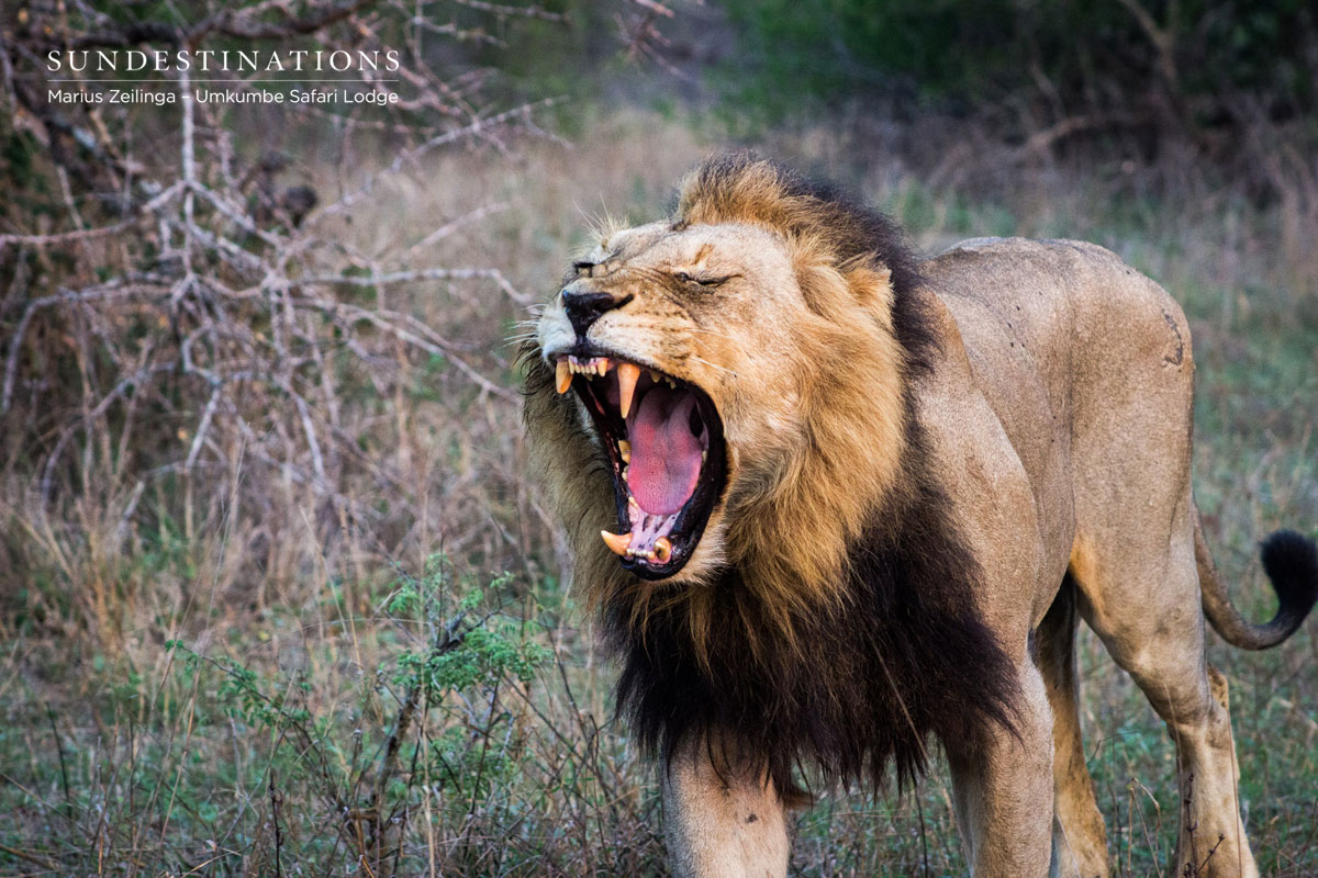 Matshapari Male Lion Matshapari Male Lion