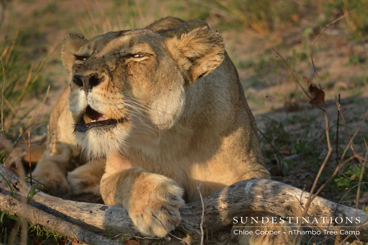 Lioness Contact Calling Lioness Contact Calling