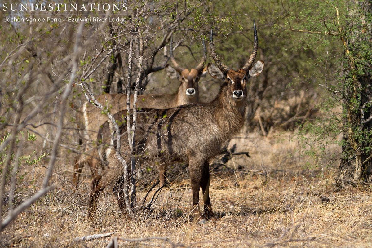 Waterbuck Waterbuck