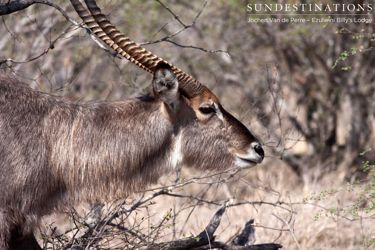 Balule Waterback Balule Waterback