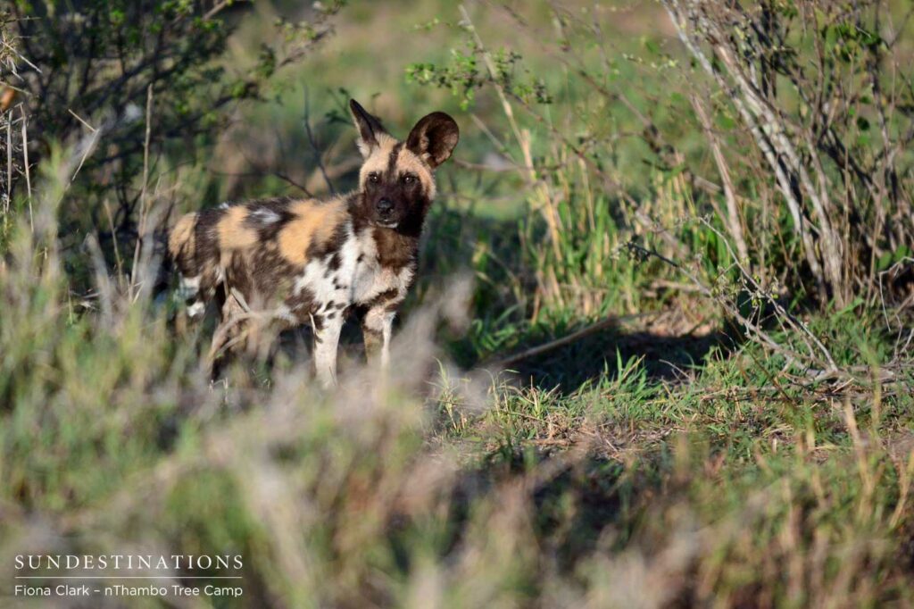 African wild dog African wild dog