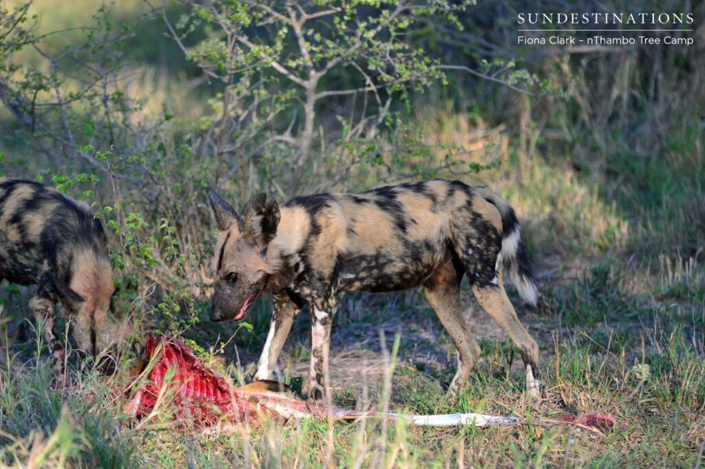 Wild dogs with a kill Wild dogs with a kill