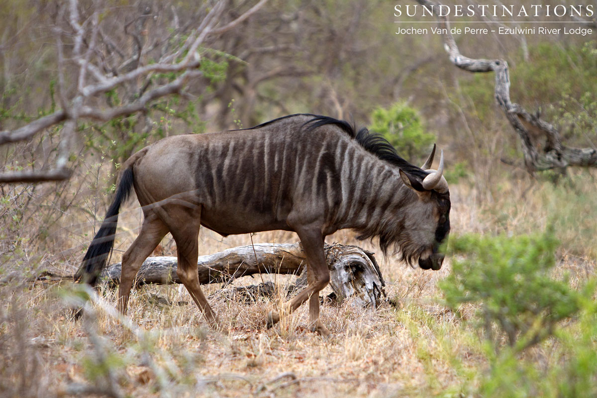 Wildebeest Wildebeest