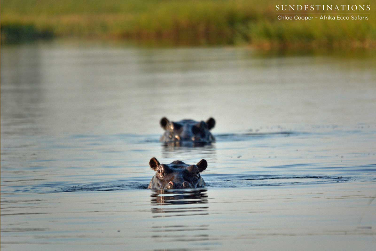 WipBotswana3 WipBotswana3