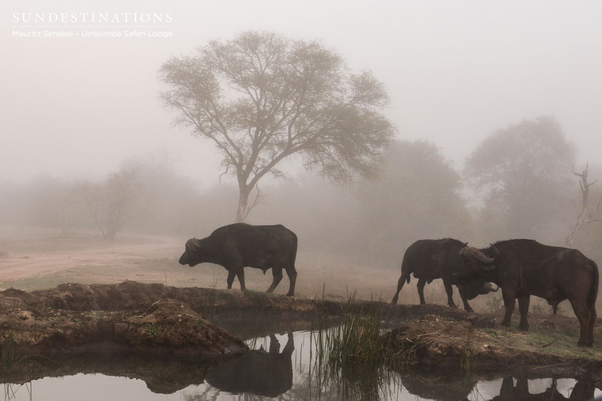 Buffaloes in the Mist Buffaloes in the Mist