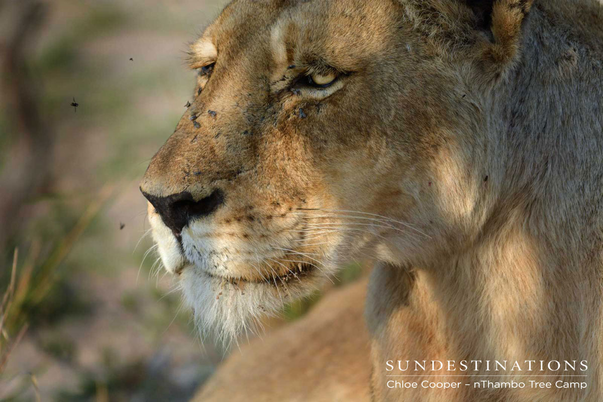 Ross pride Ross pride