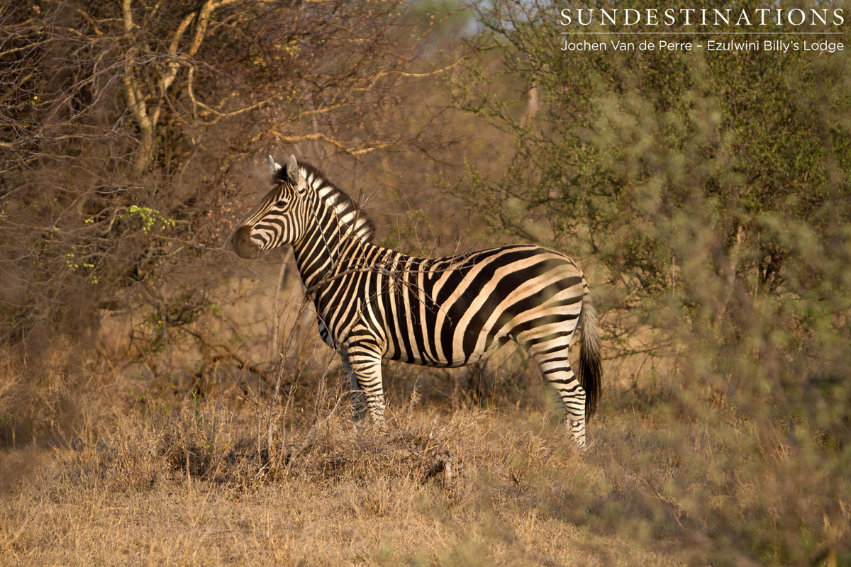 Balule Zebra Balule Zebra