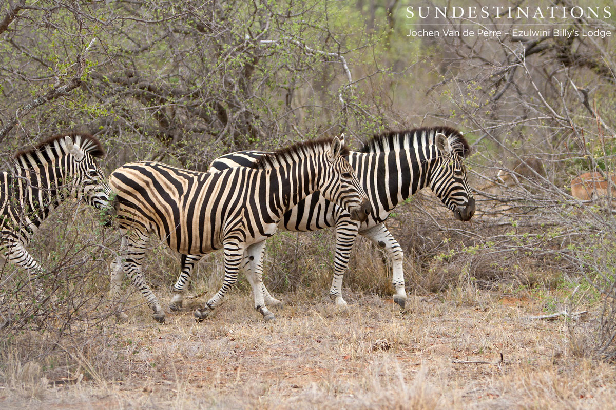 Zebra Herd Herd of zebra in the Balule