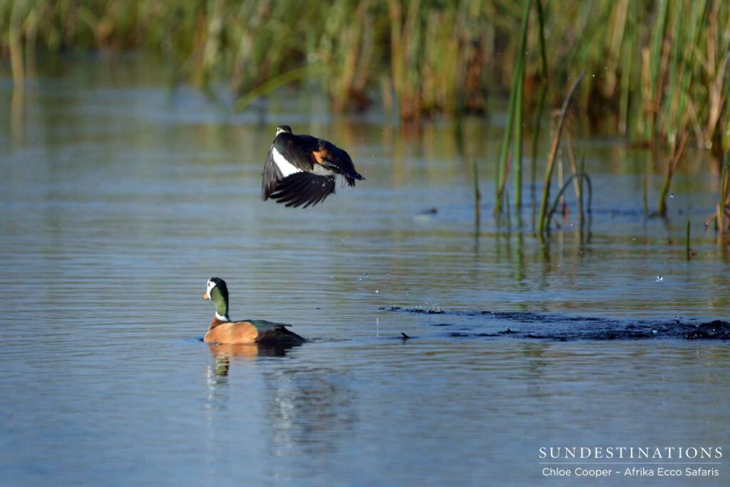 Pygmy geese in the Delta Pygmy geese in the Delta