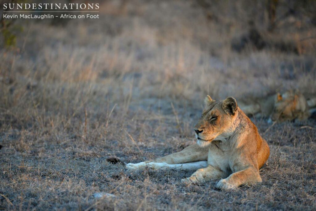 Ross Lioness now deceased Ross Lioness now deceased